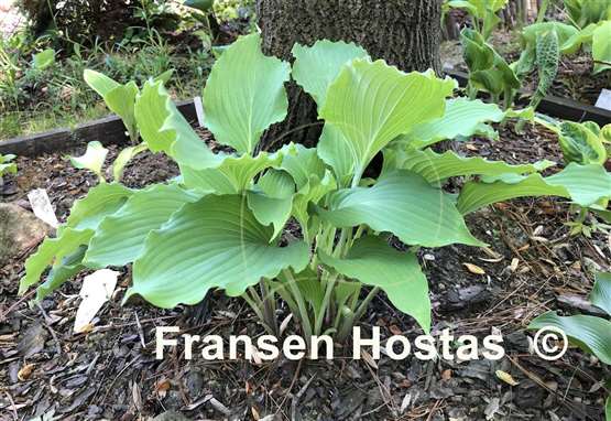 Hosta Azure Frills